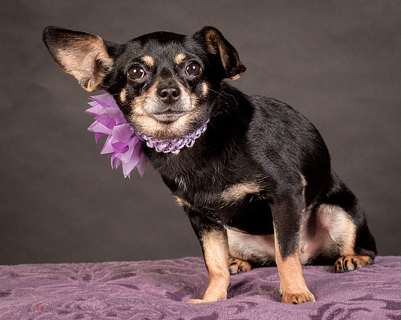 Foster Pansy-9325