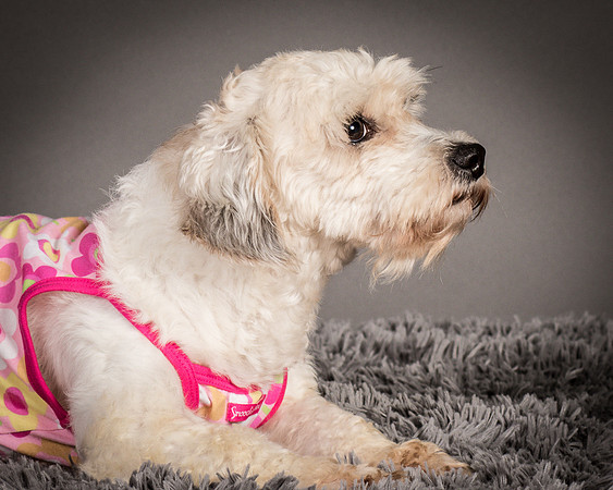 Foster Everly-2209