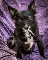 Foster Julio-6283