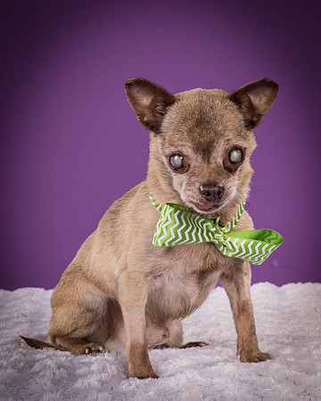 Hospice Chis-3285