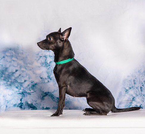 Foster Elvira-0213