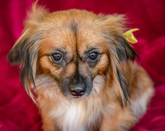 Foster Petunia-9361