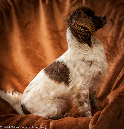 Foster Cerise-2257