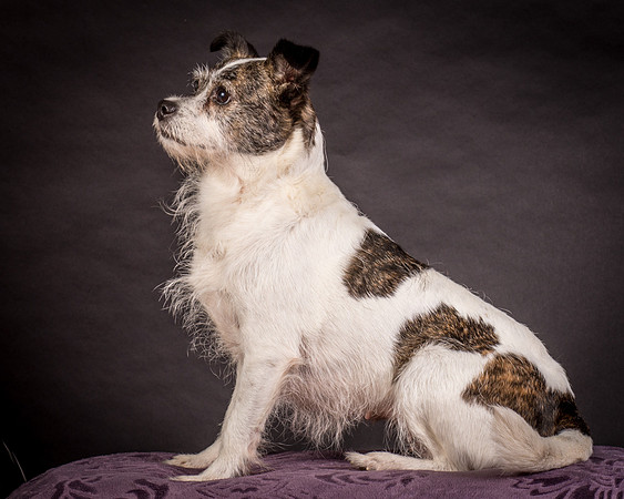 Foster Sinclair-9793