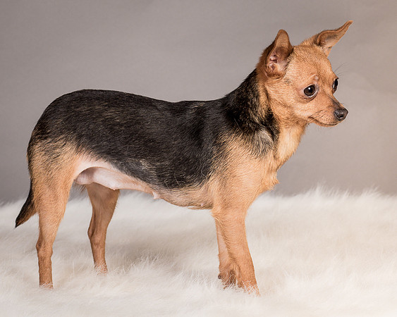 Foster Pixie-3483