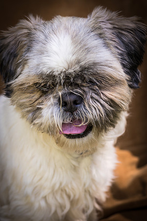 Foster Queenie-8387