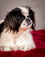 Foster Gypsy Rose-7700