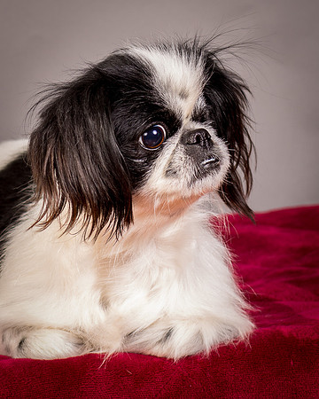 Foster Gypsy Rose-7700