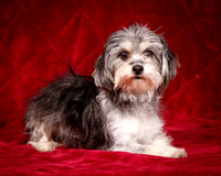 Foster Alex-6163