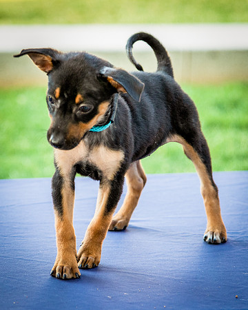 Foster Shea-0115