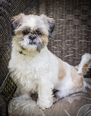 Foster Queenie-8320
