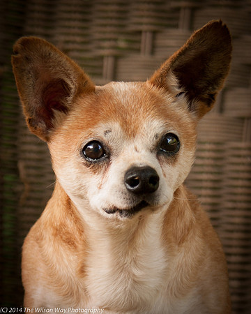 Carlitto-6382