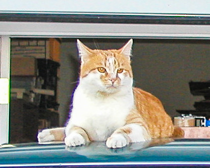 Sam-1010069