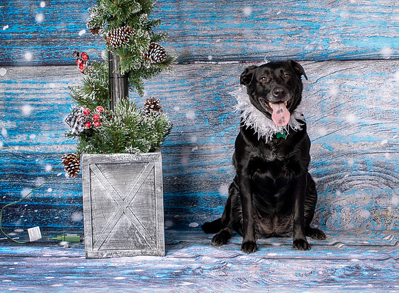 Foster Beatrice-4018