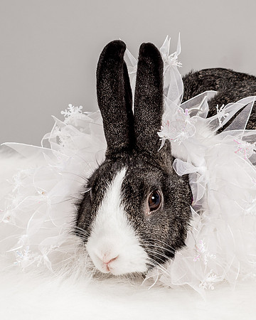 Foster Rabbit Penelope-4736