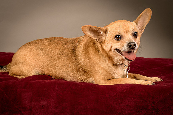 Foster Dobby-8227