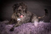 Foster Mokey-1302