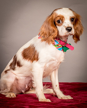 Foster josephina-3926