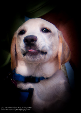 Guide Puppies (11 of 191)