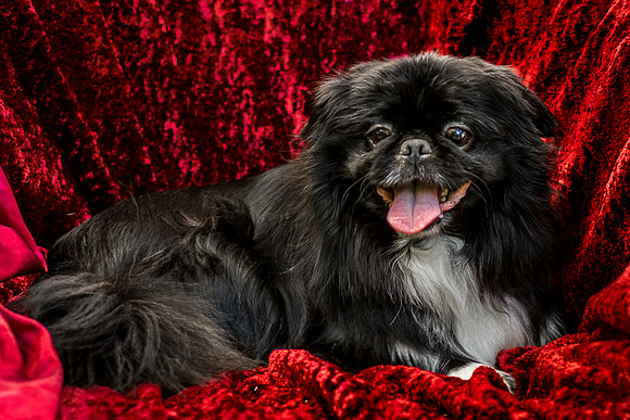 Foster Prince-0912