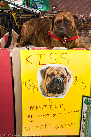 Carolina Mastiff Rescue-0658