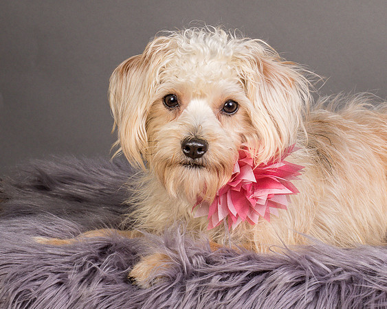 Foster Henrietta-8708