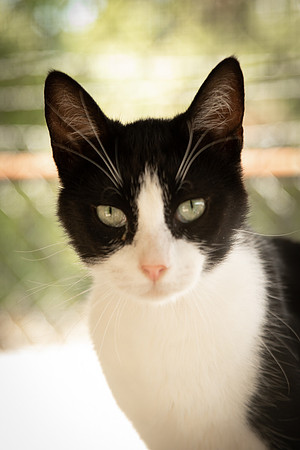 Darlington  Cats-9521