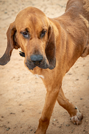Roscoe-0489