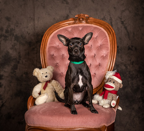 Foster Elvira-0181