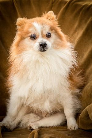 Foster Kermit-8923