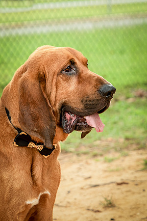 Roscoe-0473