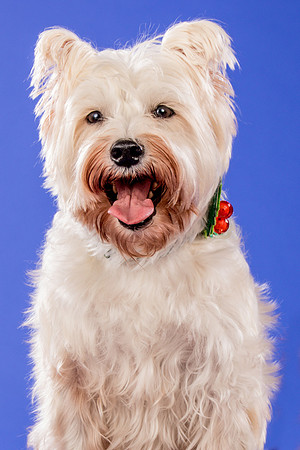 Partick-Newman & Sadie-2605