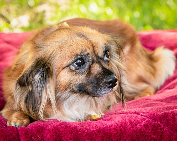 Foster Petunia-9284