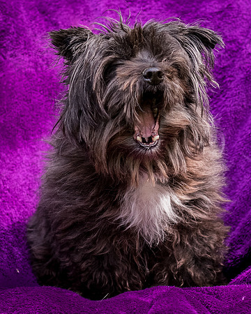 Foster Sammy-8348