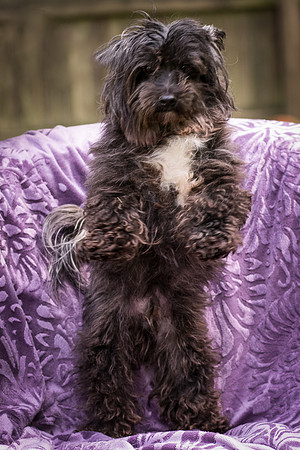 Foster Sammy-8246