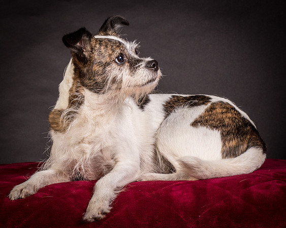 Foster Sinclair-9681