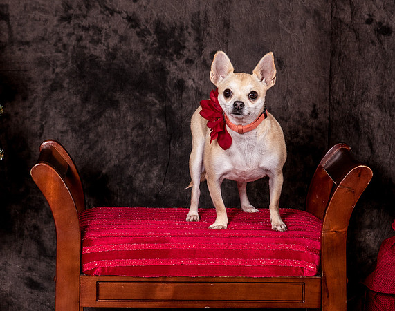 Foster Josefina-4503