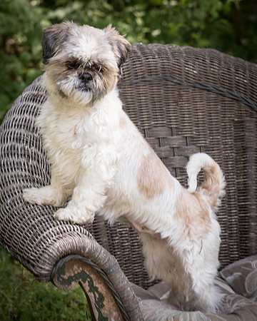 Foster Queenie-8359