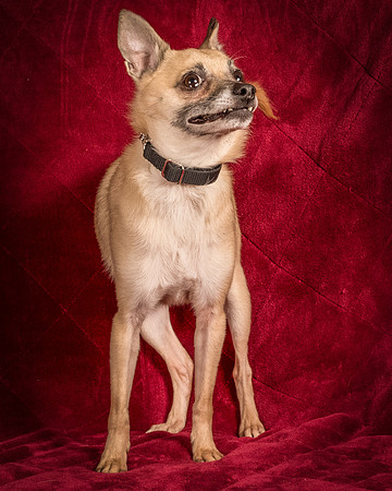 Foster Kiwi-8354