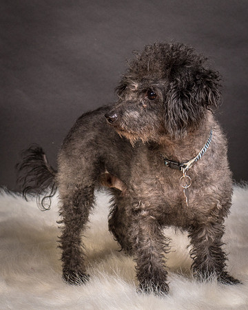 Foster Mokey-1838