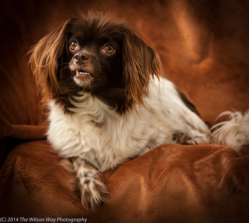 Foster Cerise-2344