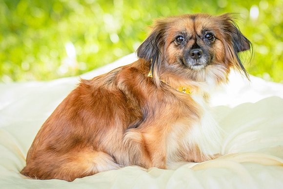 Foster Petunia-9239