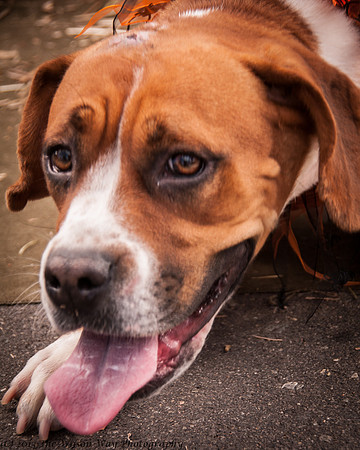 Foster Betsy-7544