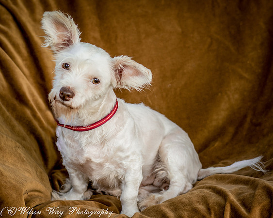 Foster Bambi-3903