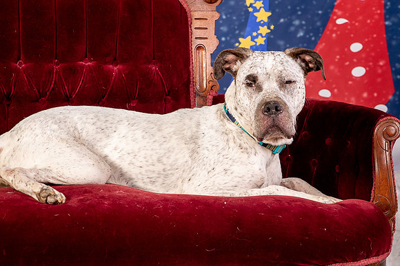 Foster Sylvester-0956