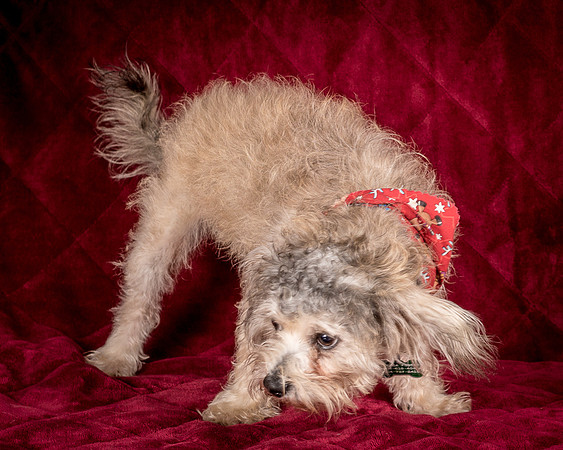 Foster Toto-8117