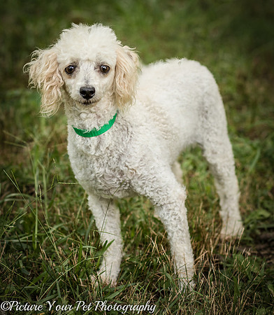 Foster Betty White-3119