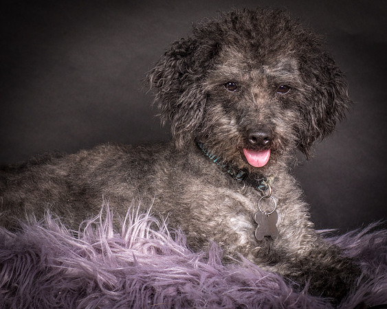 Foster Mokey-1389