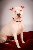 GCSPCA Fosters - Jan 12, 2013