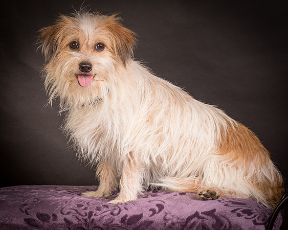 Foster Tiny-1458